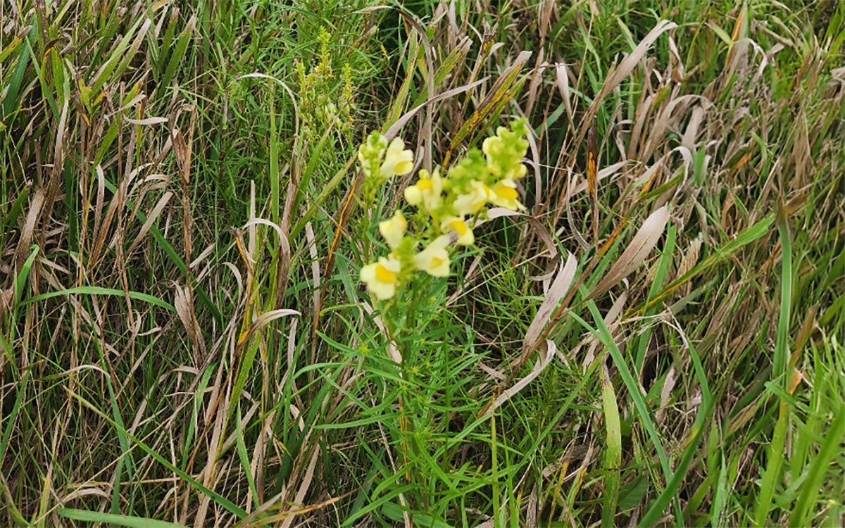 Yellow toadflax plants flowering in a grassy area beside a field.
