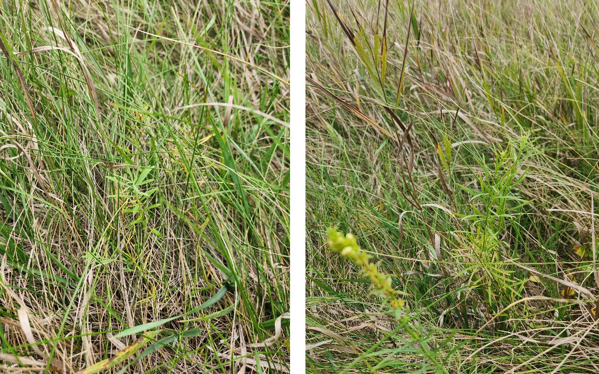 Left: early emerging yellow toadflax. Right: flowering yellow toadflax.
