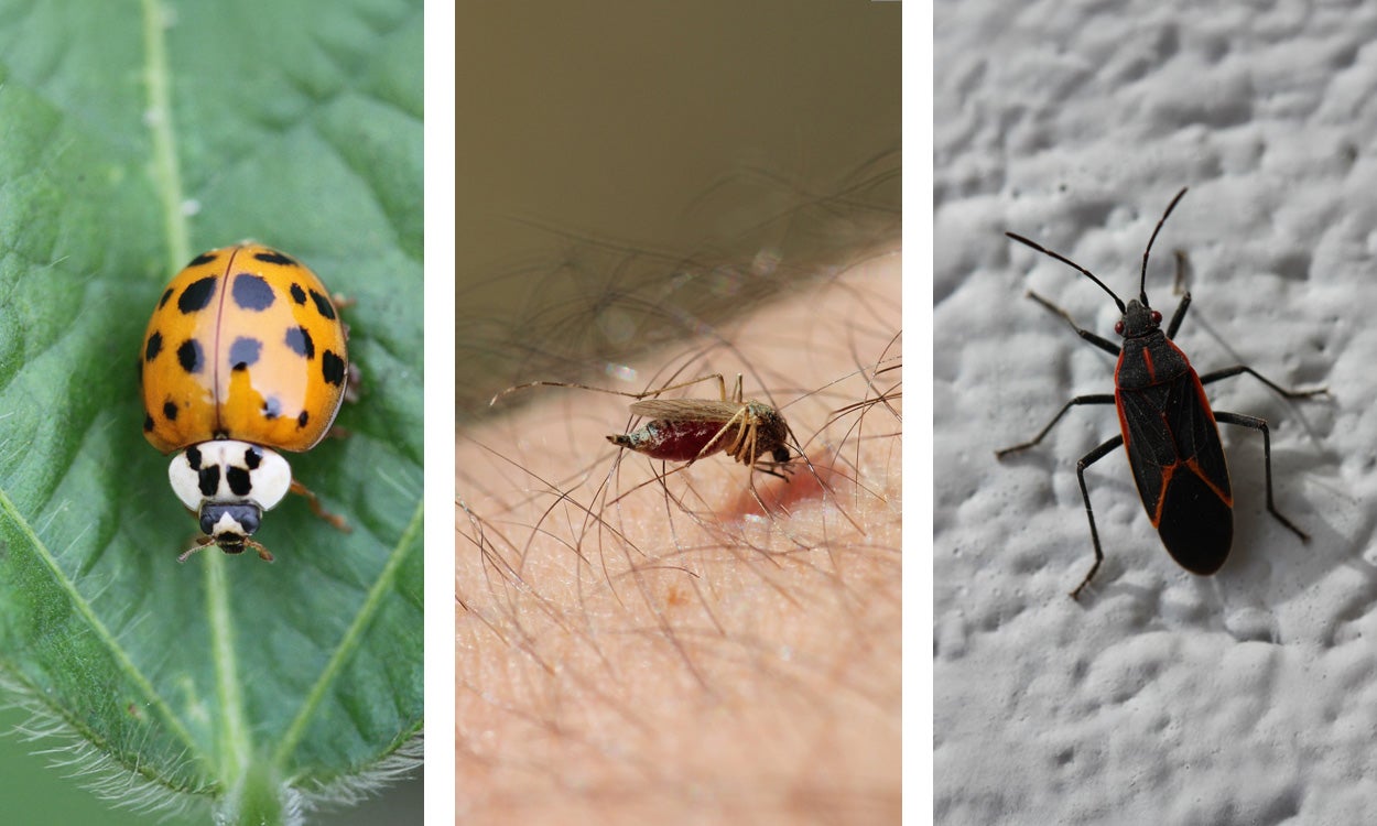Multicolored Asian lady beetle, female mosquito, and boxelder bug.