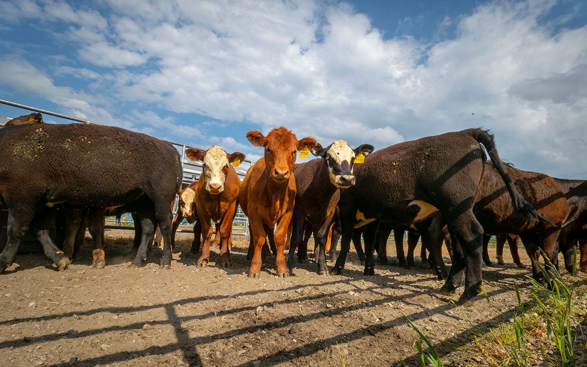 Variety of different-colored beef calves in a pen.