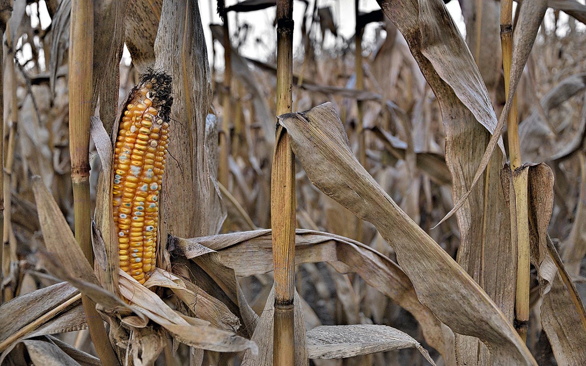 Dried corn growing in a field with visible damage and molding.