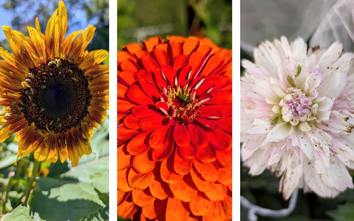 Northern Corn Rootworms on sunflowers, zinnias, and dahlia flowers.