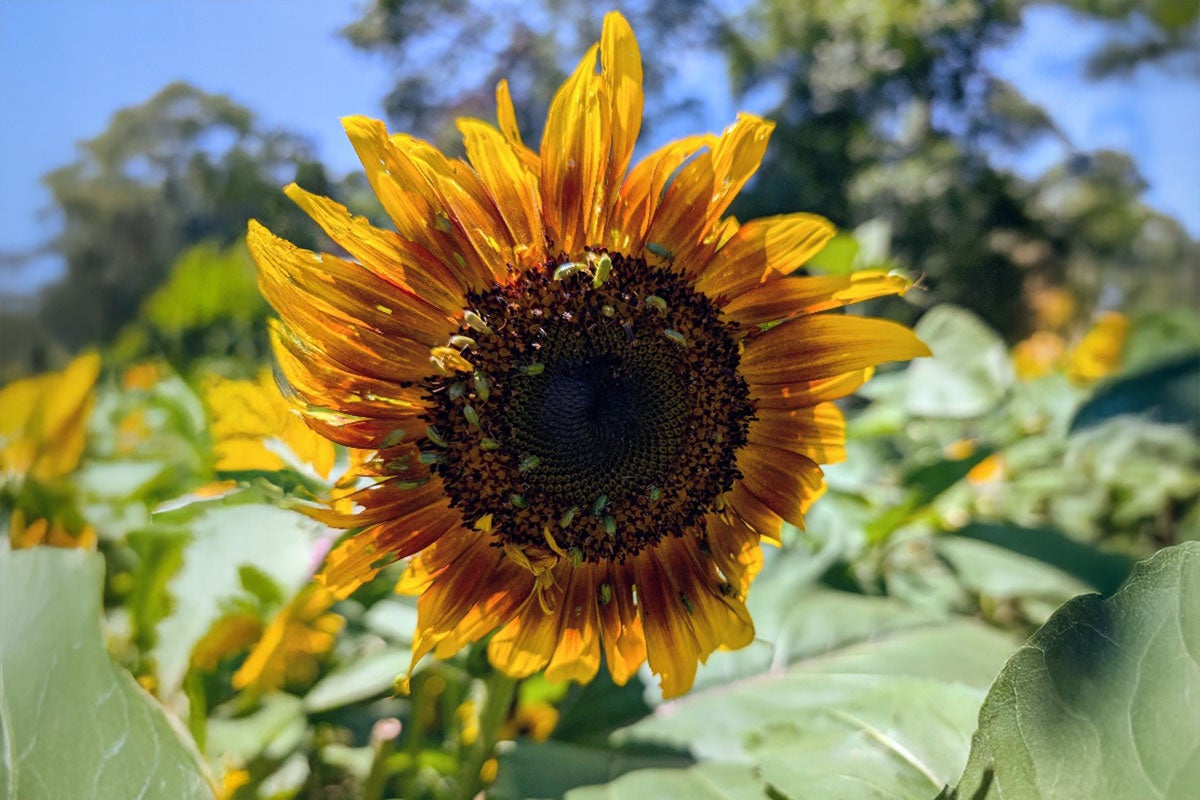 A large flower head with a brown center and yellow petals. There are at least fifteen small green beetles on the center of the flower.