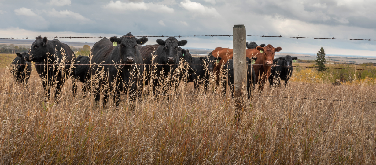 Herd of cattle standing behind a fence in a pasture