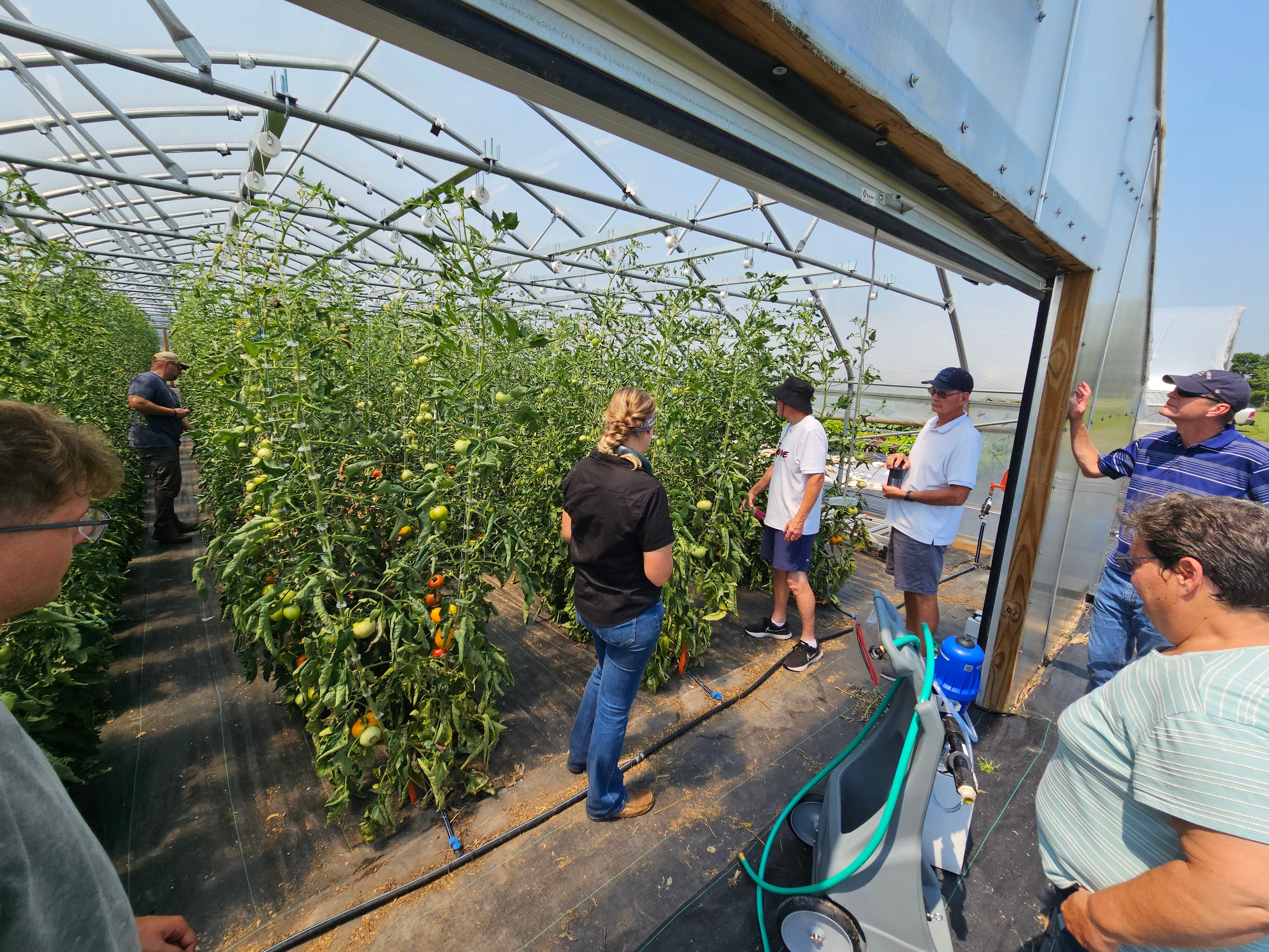 People stand next to green tomato plants inside a high tunnel