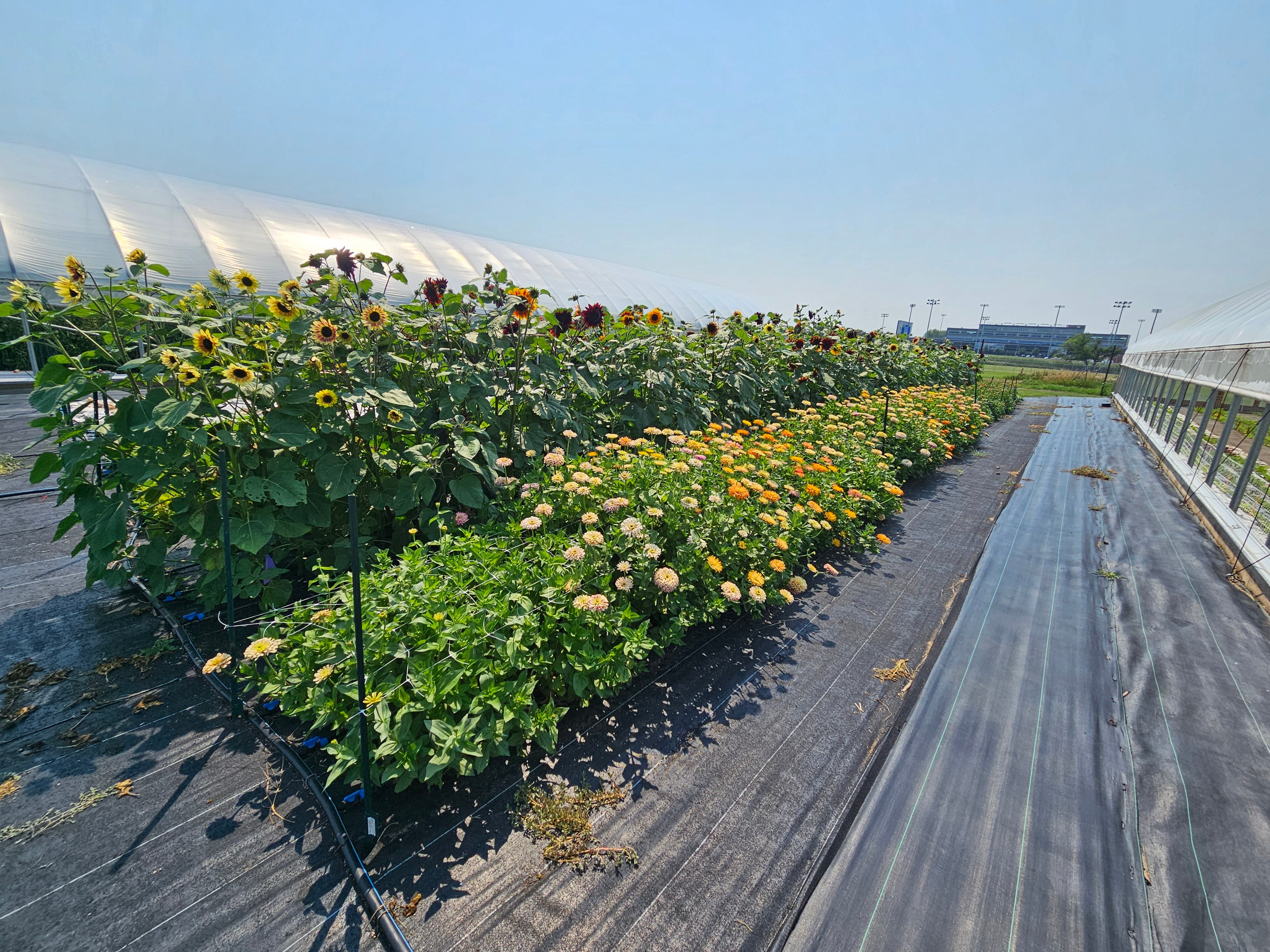 Rows of colorful flowers stand outside in between two high tunnels