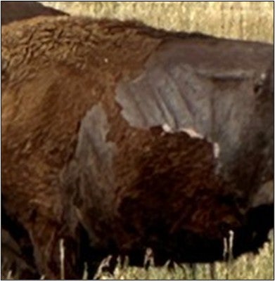 Ribs of a bison with a body condition score of 1