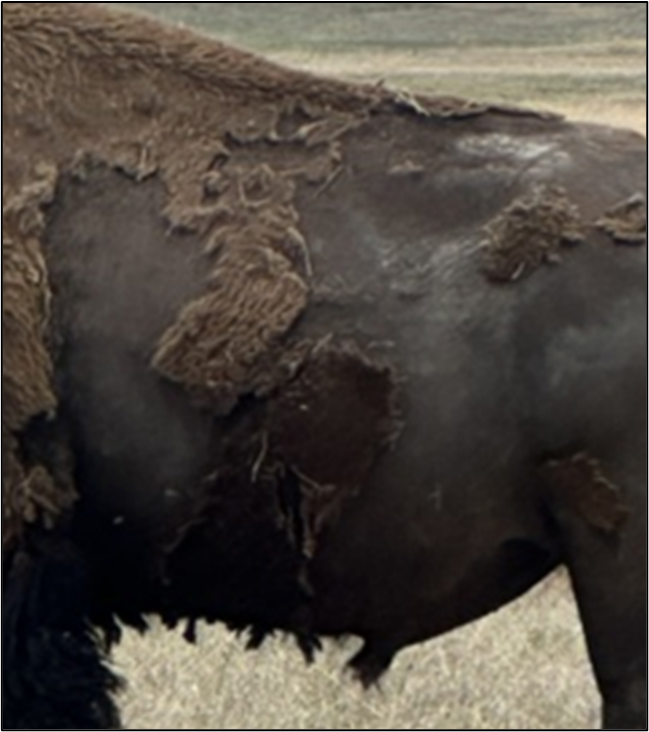 Ribs of a bison with a body condition score of 5