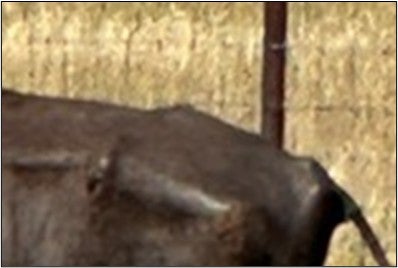 Rump of a bison with a body condition score of 1