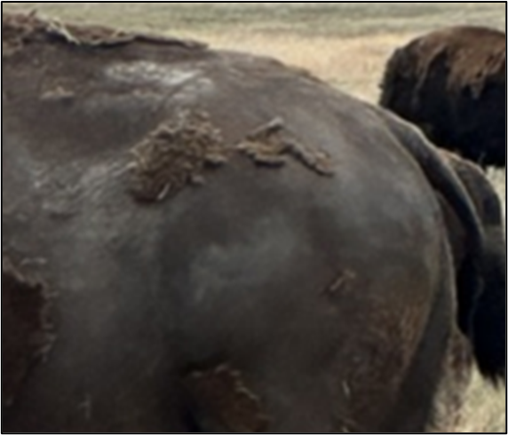 Rump of a bison with a body condition score of 5
