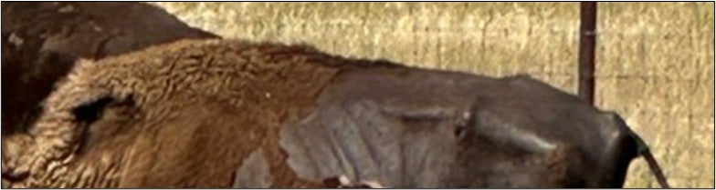 Spine of a bison with a body condition score of 1