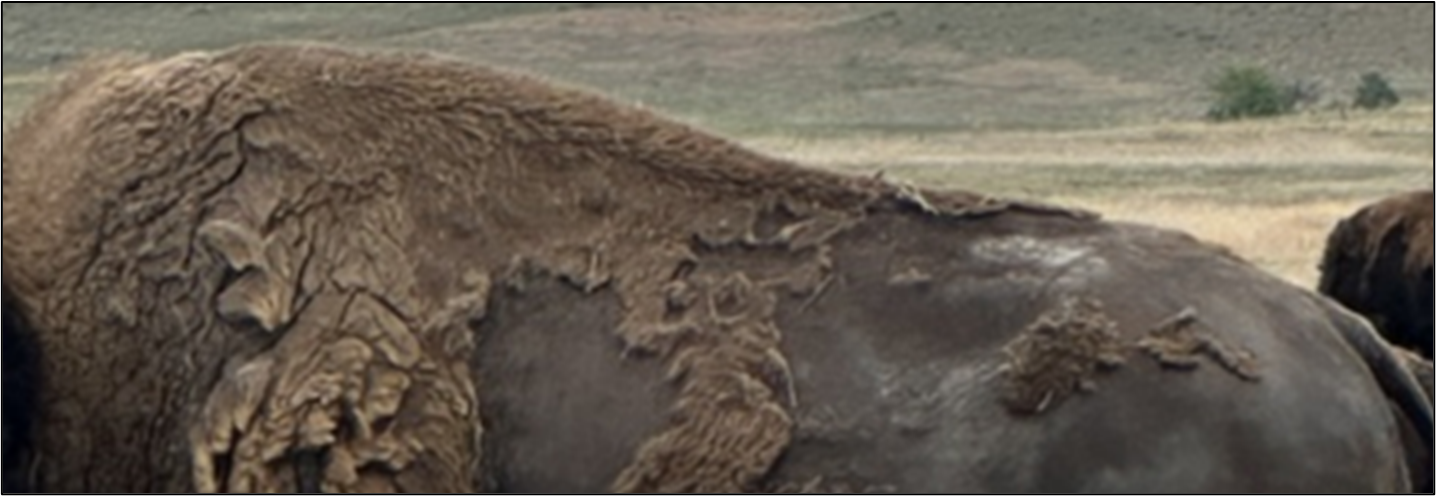 Spine of a bison with a body condition score of 4