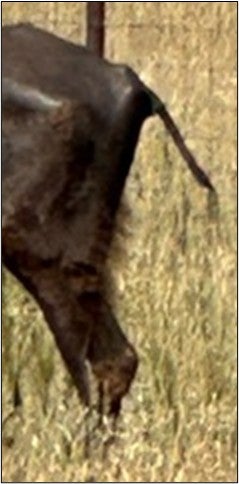 Thigh of a bison with a body condition score of 1