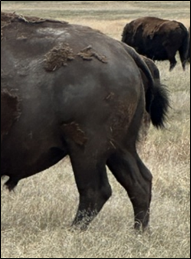 Thigh of a bison with a body condition score of 5
