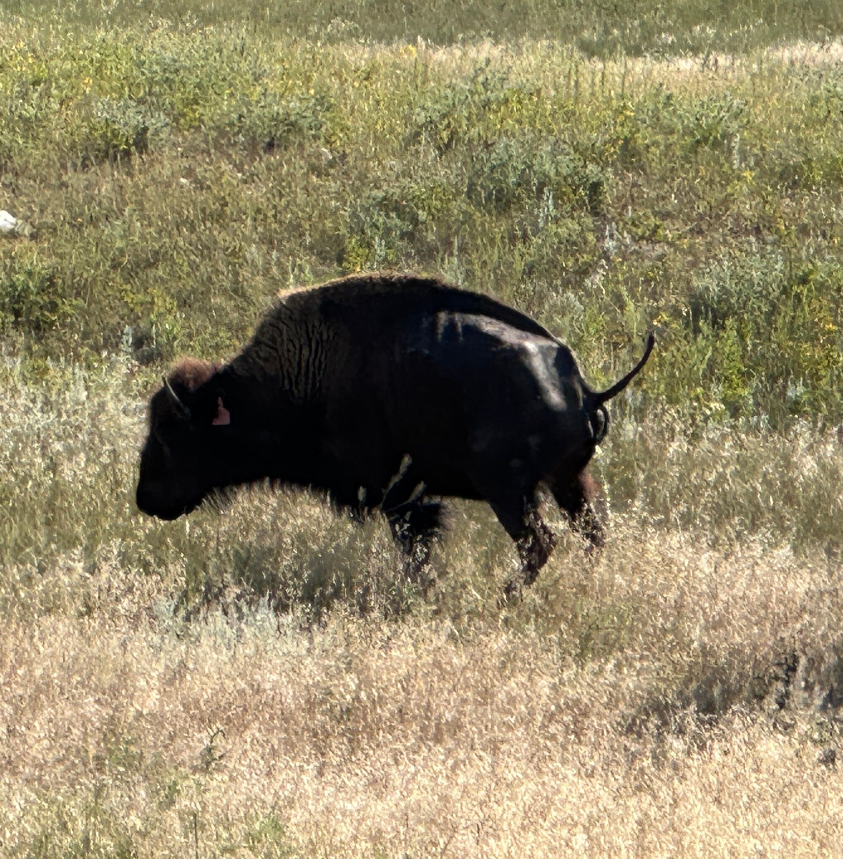 A bison with hips showing a body condition score of 1