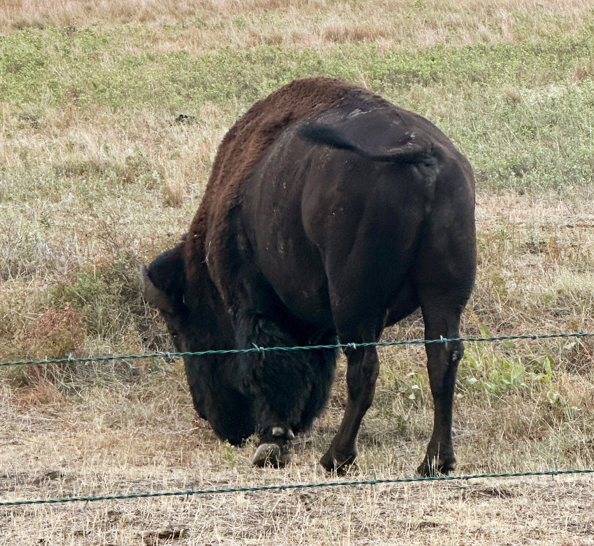 Bison with hips of a body condition score of 4