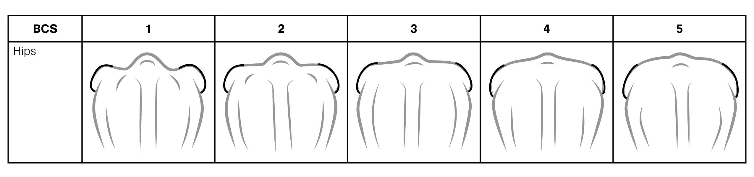 A table showing bison hips scoring