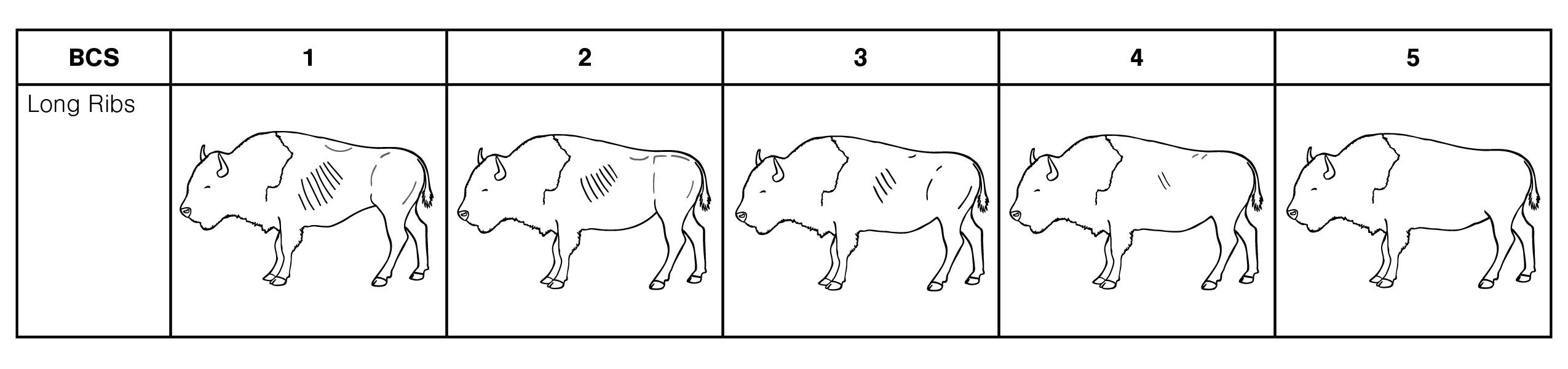 A table showing bison ribs scoring