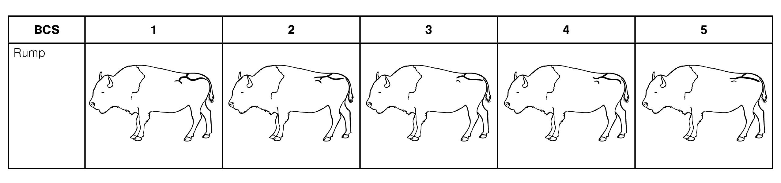 A table showing bison rump scoring