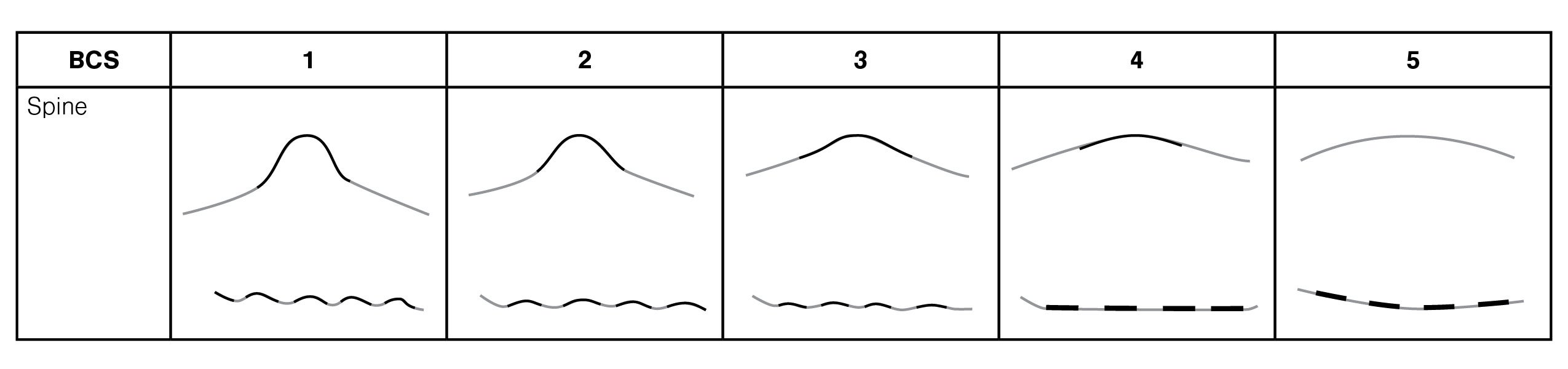 A table showing bison spine scoring