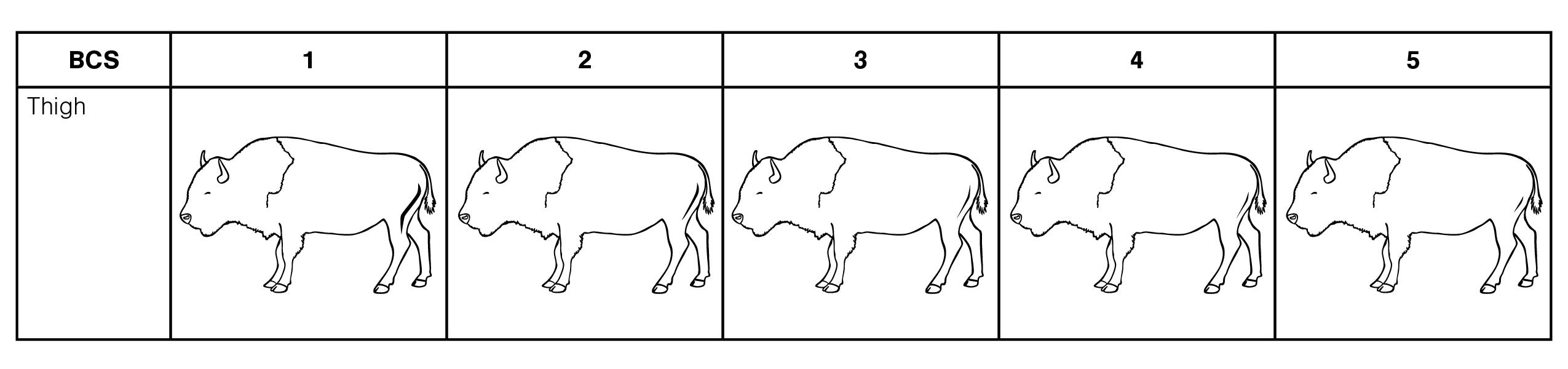 A table showing bison thigh scoring