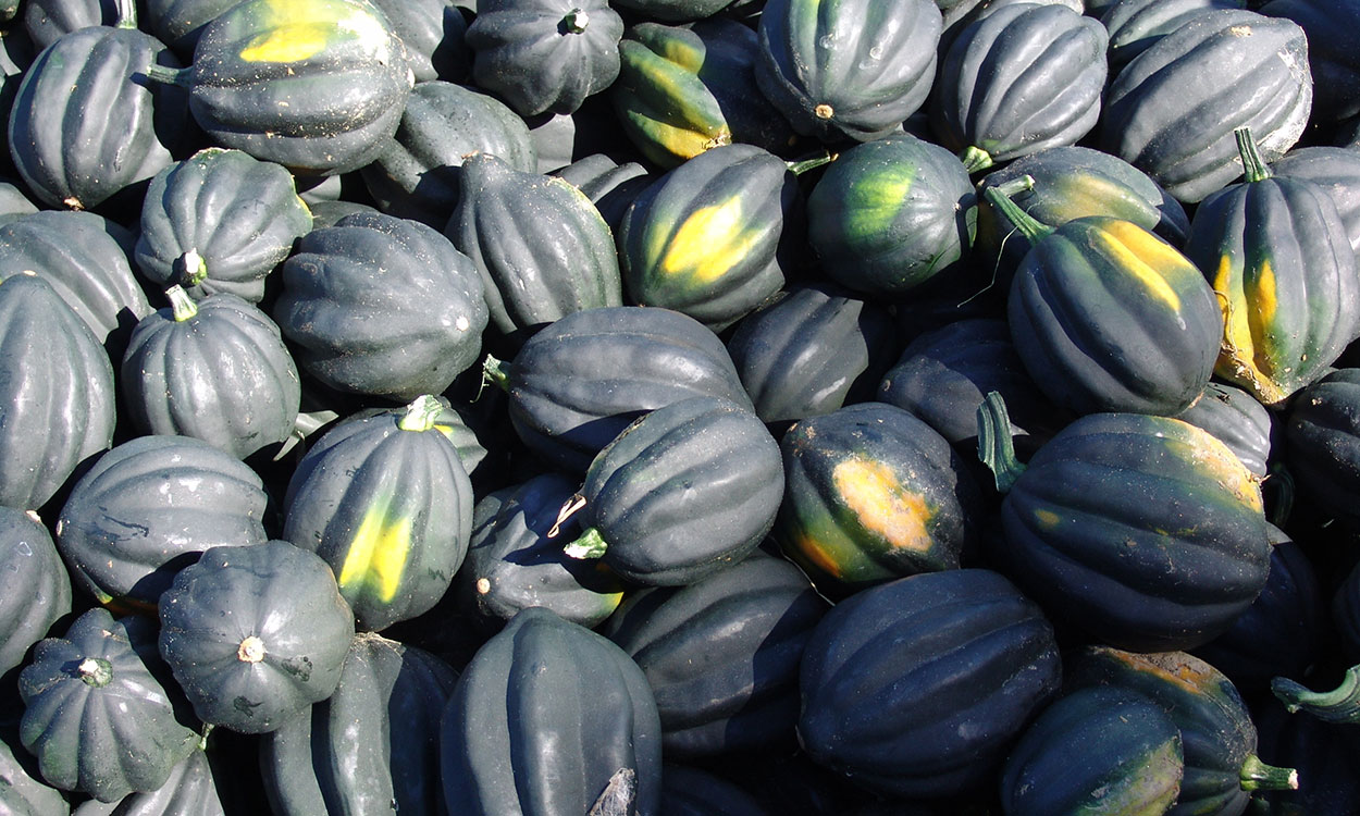 Harvested acorn squash fruit. 