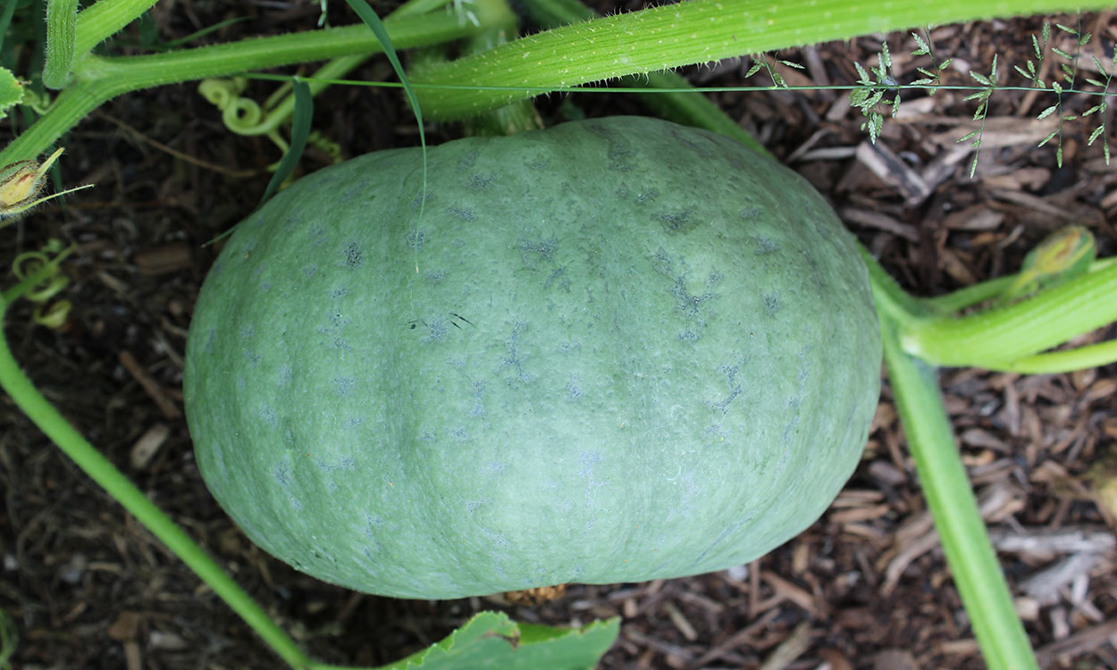 A rotund, green squash on a green vine.