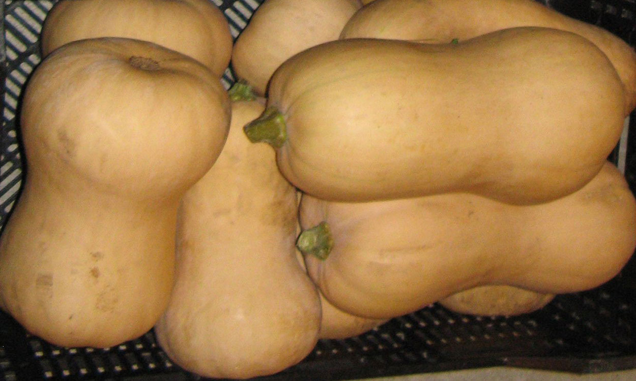 A small pile of tan-colored squash