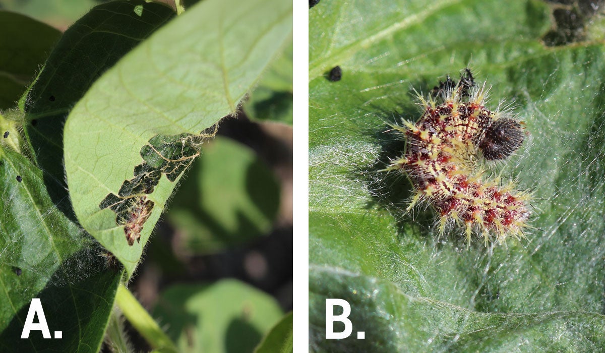 Left: Black caterpillar feeding on green soybean leaf. Right: White and red caterpillar feeding within silken hideout on green soybean leaf.