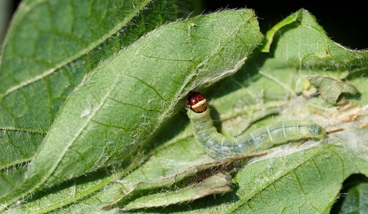 Green caterpillar with dark brown head on soybean leaves. 
