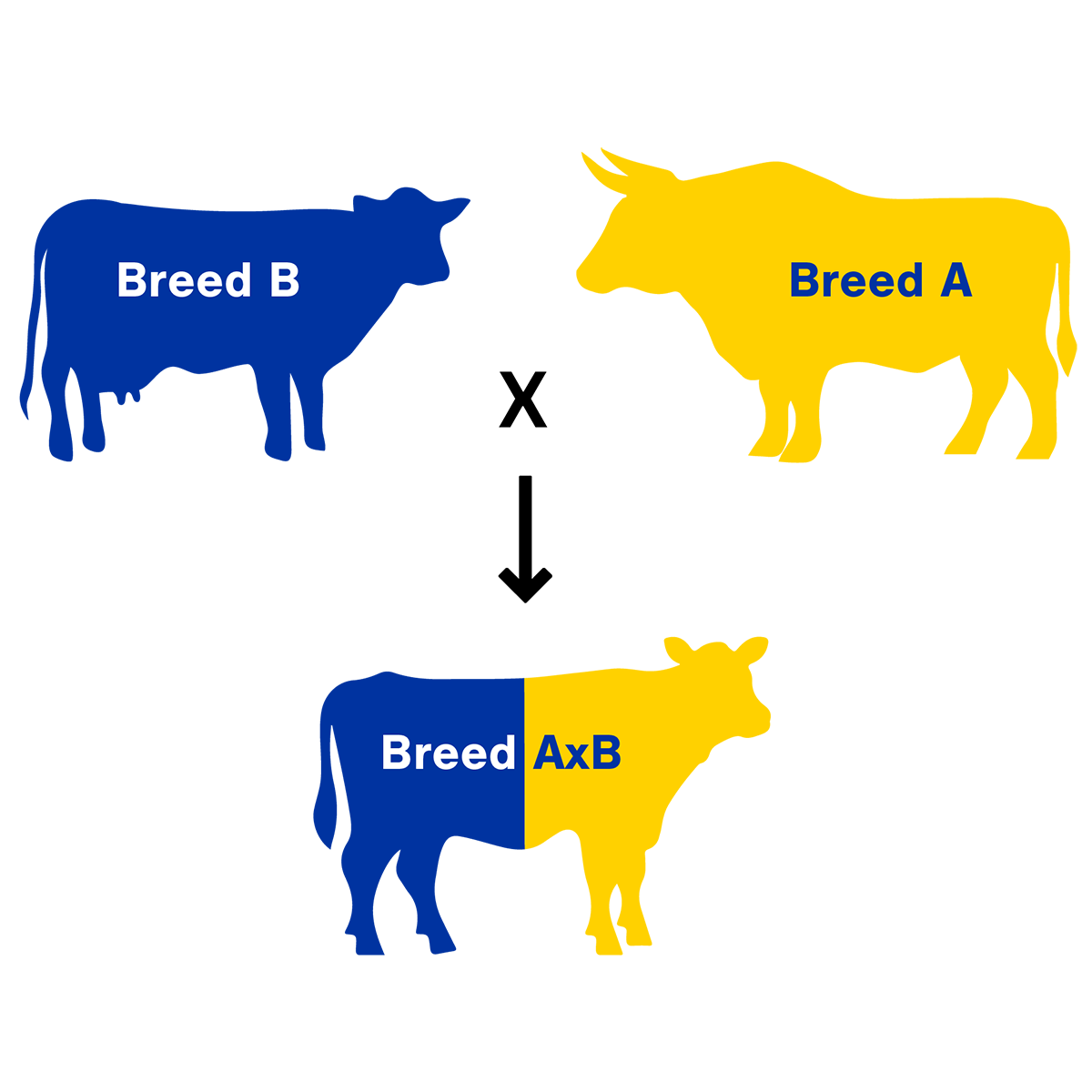 Diagram of the terminal crossbreeding system design. For a detailed description, please call SDSU Extension at 605-688-4792.
