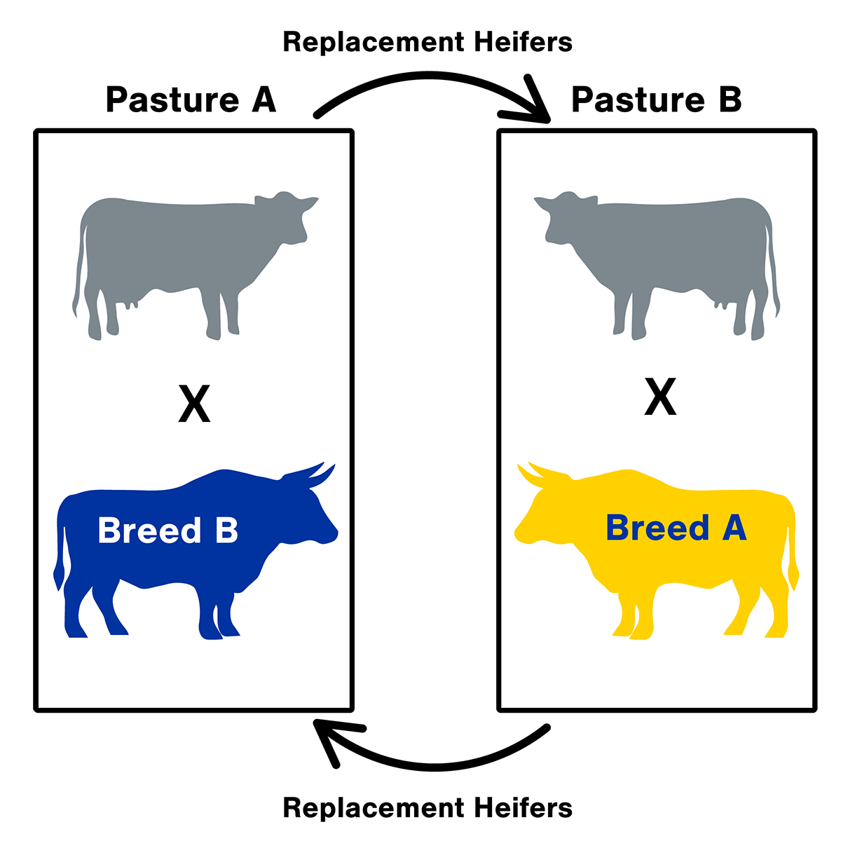 Diagram of the 2-breed rotational crossbreeding system design. For a detailed description, please call SDSU Extension at 605-688-4792.