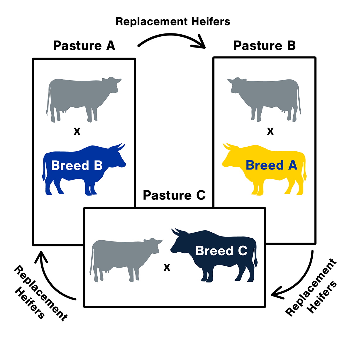Diagram of the 3-breed rotational crossbreeding system design. For a detailed description, please call SDSU Extension at 605-688-4792.