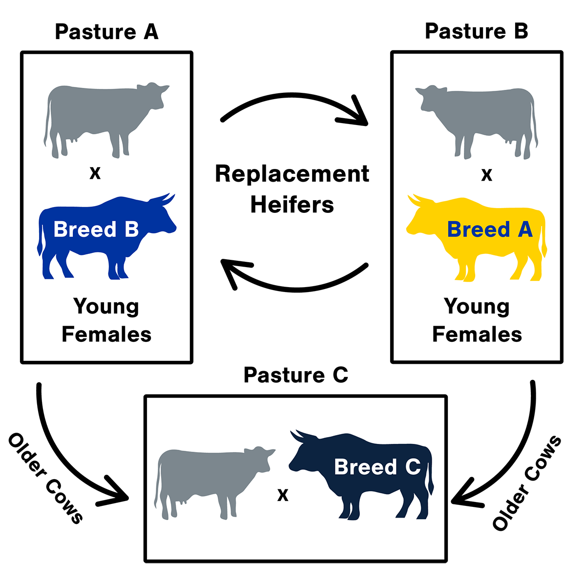 Diagram of the rota-terminal crossbreeding system design. For a detailed description, please call SDSU Extension at 605-688-4792.