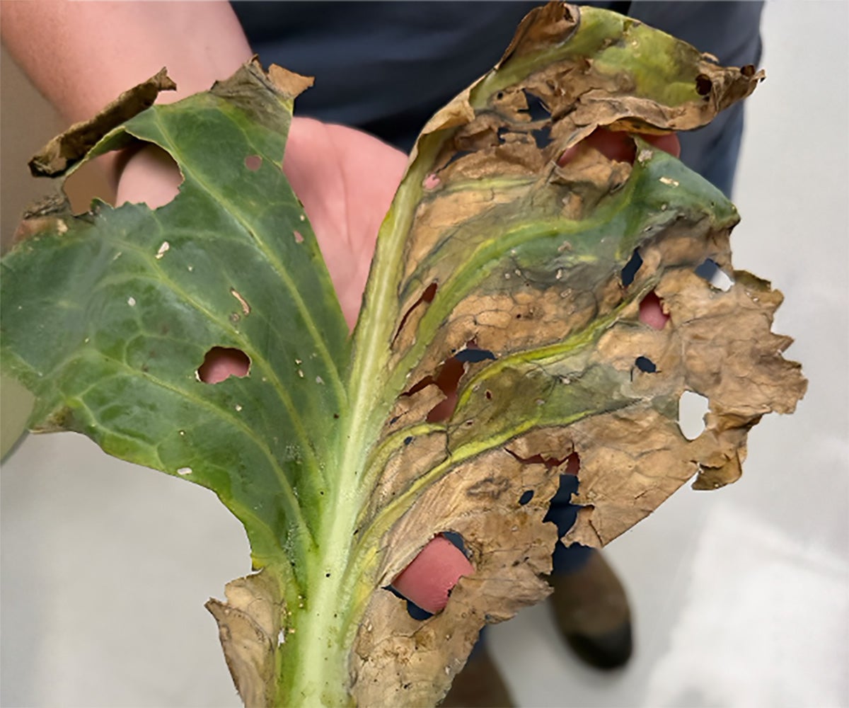 Advanced Black Rot symptoms on the leaf of a cabbage.