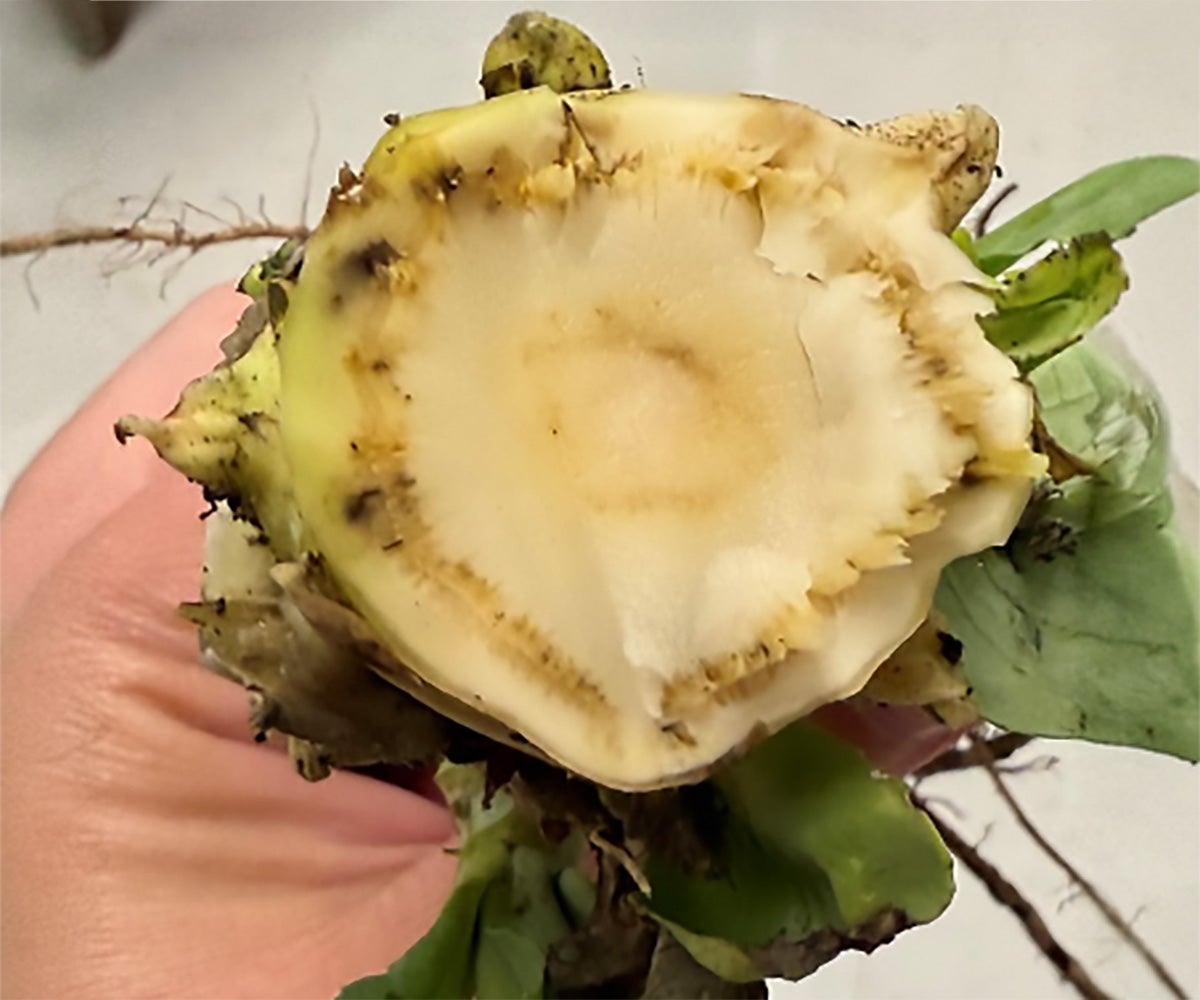 Advanced Black Rot symptoms on the inside of a cauliflower stem.