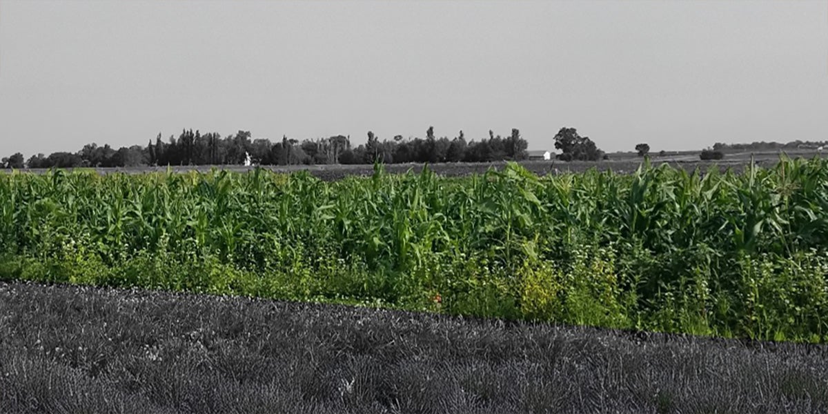 Rows of sweet corn growing in a research plot under various treatments.