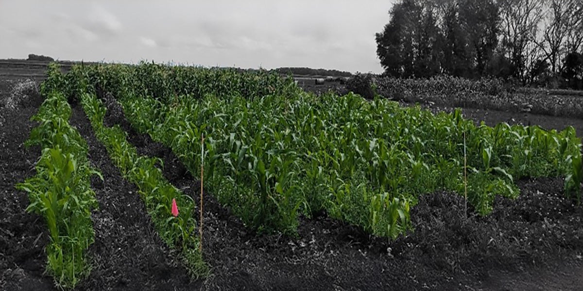 Several rows of sweet corn growing in a research plot under various treatments.