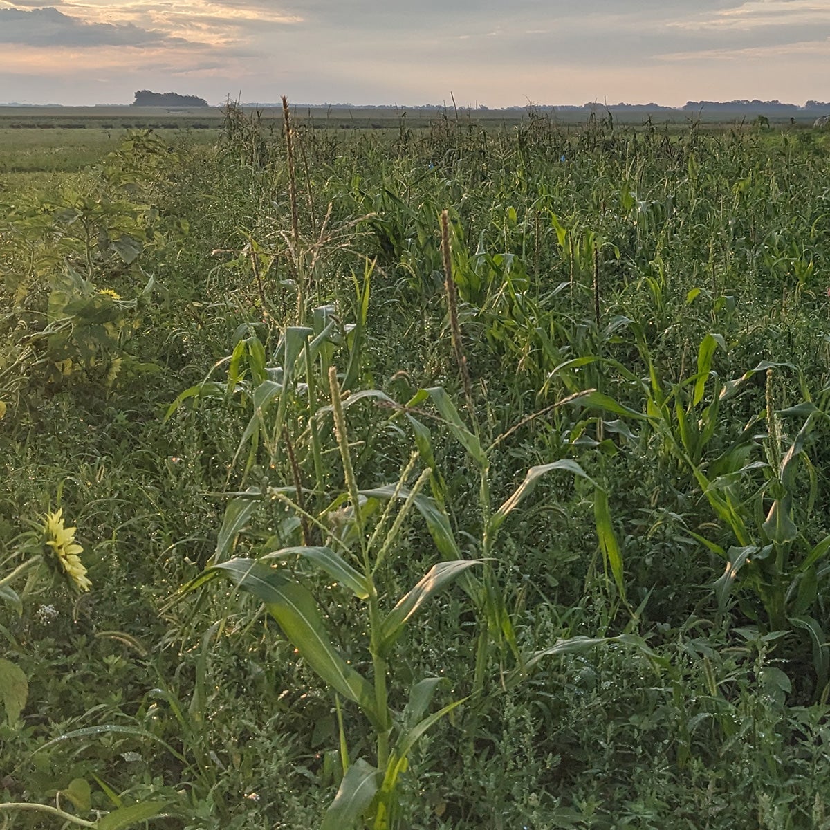 Tassel profile of sweet corn grown in research plot in 2025.