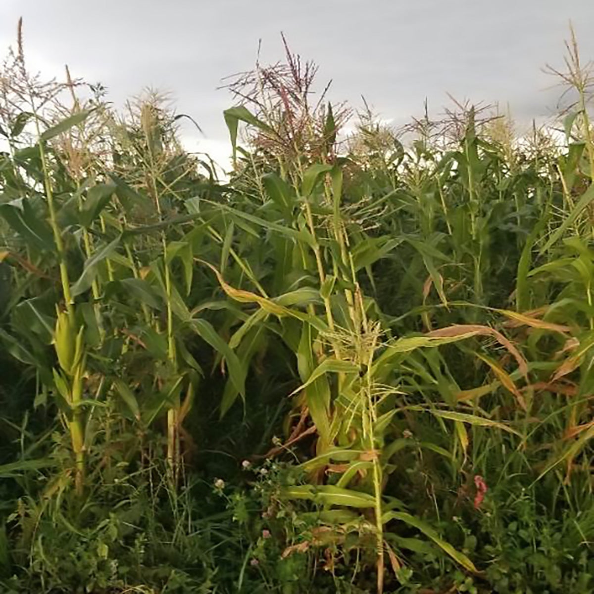 Tassel profile of sweet corn grown in research plot in 2024.