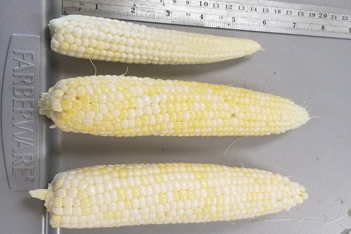 Three ears of sweet corn on a tray with a metal ruler for scale.