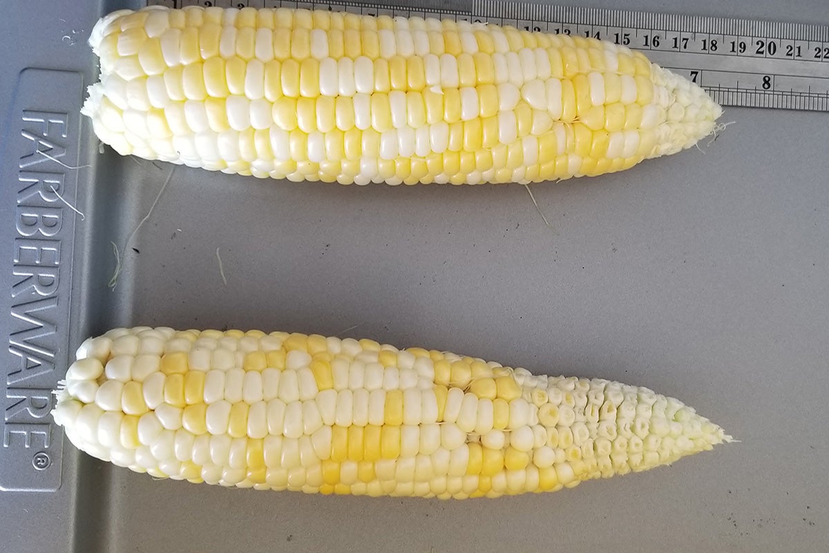 Two ears of sweet corn on a tray with a metal ruler for scale.