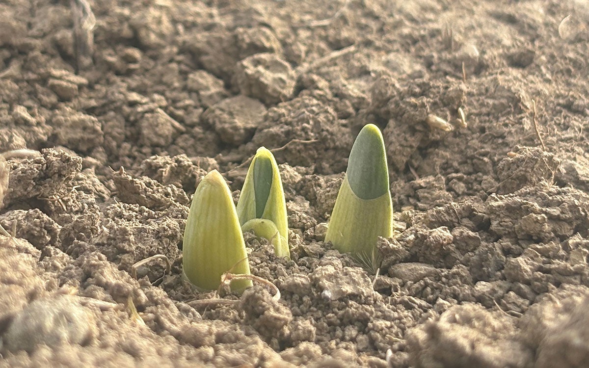 Narcissus spp. bulb with green shoots emerging from bare soil. 