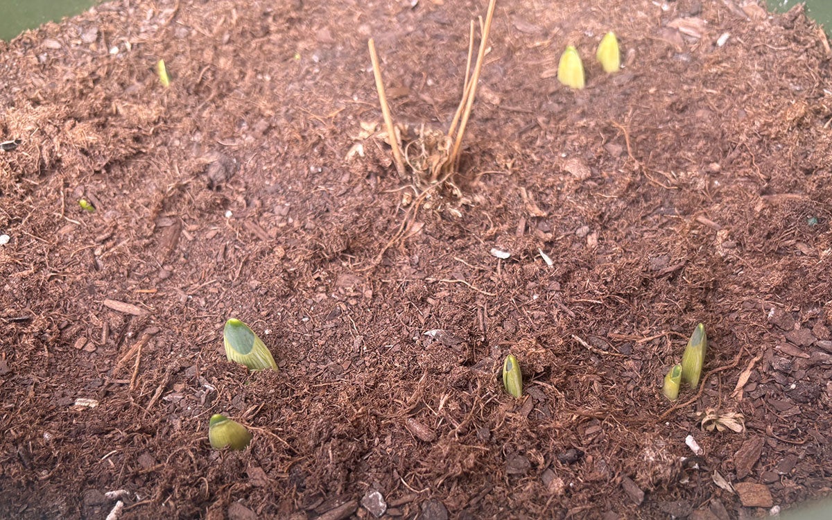 Narcissus spp. bulbs prematurely emerging in an unmulched container located on a southwest-facing residential patio.
