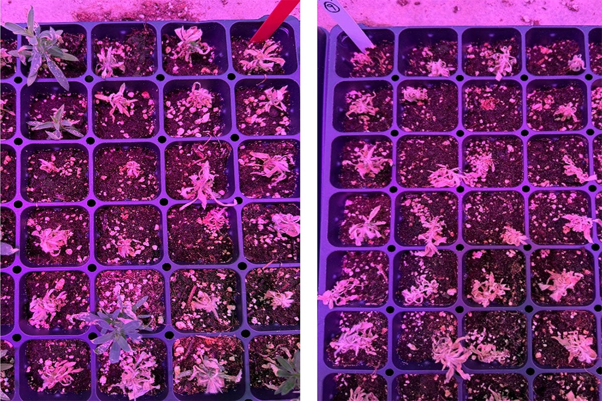 A set of trays with green and brown plants intermingled to demonstrate death (brown plants) and survival (green plants) after applications of fast-acting herbicide.