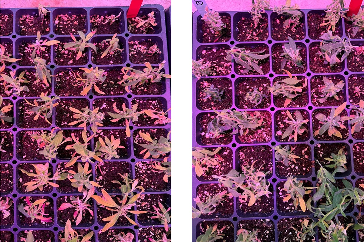 A second set of trays with green and brown plants intermingled to demonstrate death (brown plants) and survival (green plants) after applications of slow-acting herbicide.