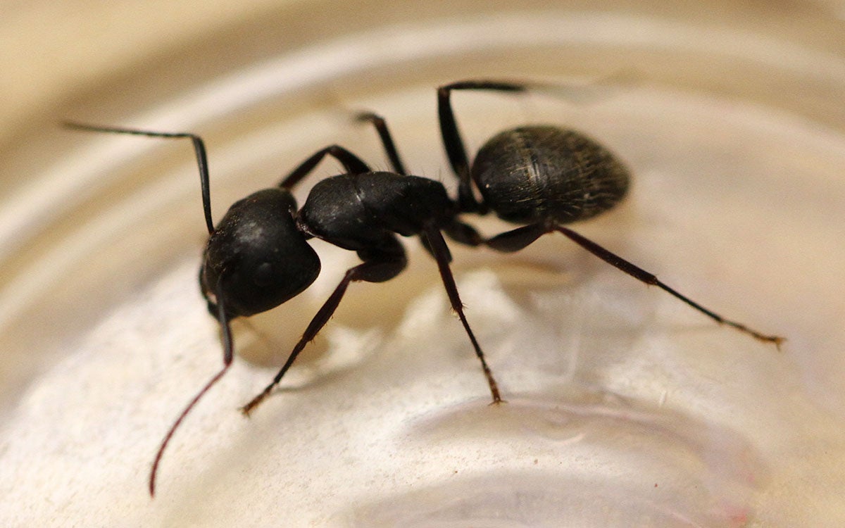 Top view of a black colored ant inside of a clear plastic container.