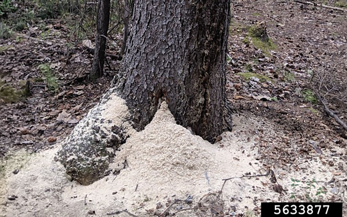 A pile of wood dust at the base of a tree.