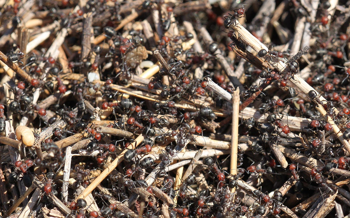 Numerous ants with a red head and thorax and black abdomen crawling through the brown thatch on top of an ant mound.