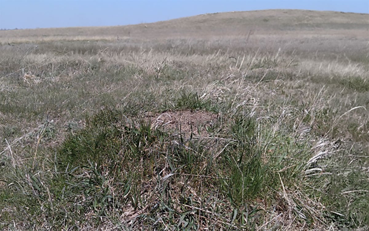Grassy pasture with a small hill of dirt in the foreground. There is green grass at the base of the mound.